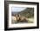 Yak in Drak Yerpa, Tibet, China, Asia-Thomas L-Framed Photographic Print