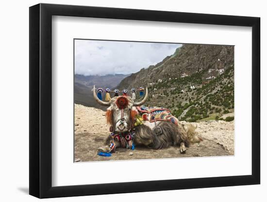 Yak in Drak Yerpa, Tibet, China, Asia-Thomas L-Framed Photographic Print