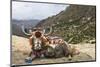 Yak in Drak Yerpa, Tibet, China, Asia-Thomas L-Mounted Photographic Print