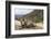 Yak in Drak Yerpa, Tibet, China, Asia-Thomas L-Framed Photographic Print