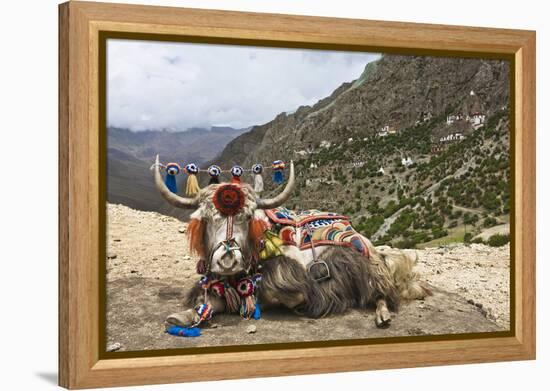 Yak in Drak Yerpa, Tibet, China, Asia-Thomas L-Framed Premier Image Canvas