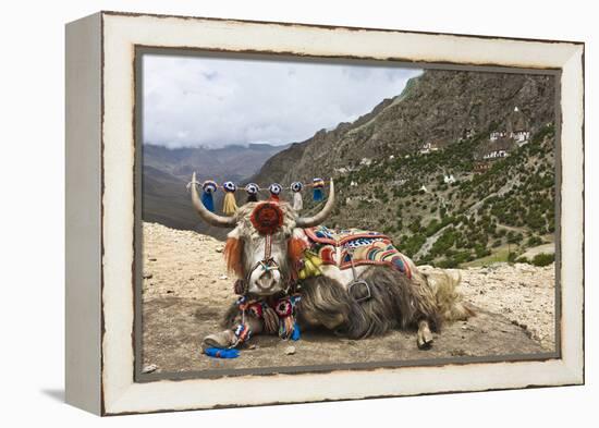 Yak in Drak Yerpa, Tibet, China, Asia-Thomas L-Framed Premier Image Canvas