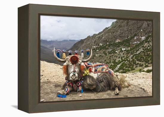 Yak in Drak Yerpa, Tibet, China, Asia-Thomas L-Framed Premier Image Canvas