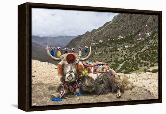 Yak in Drak Yerpa, Tibet, China, Asia-Thomas L-Framed Premier Image Canvas