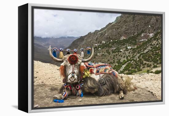 Yak in Drak Yerpa, Tibet, China, Asia-Thomas L-Framed Premier Image Canvas