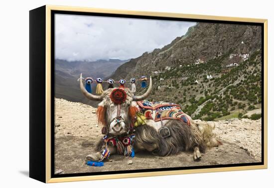 Yak in Drak Yerpa, Tibet, China, Asia-Thomas L-Framed Premier Image Canvas