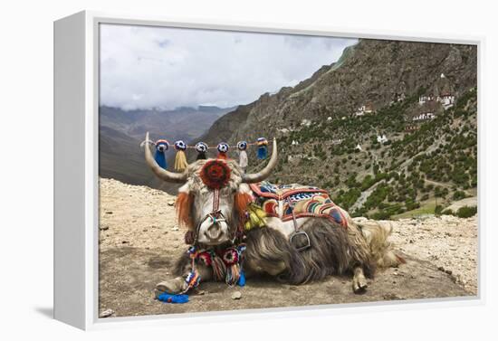 Yak in Drak Yerpa, Tibet, China, Asia-Thomas L-Framed Premier Image Canvas