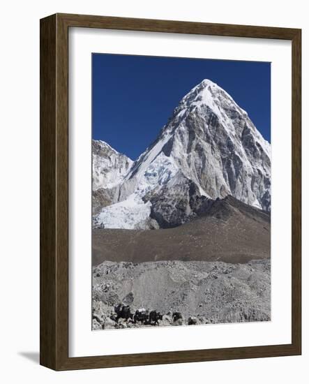 Yak on a Trail Below Kala Pattar and Pumori, 7165M, Sagarmatha National Park, Himalayas-Christian Kober-Framed Photographic Print