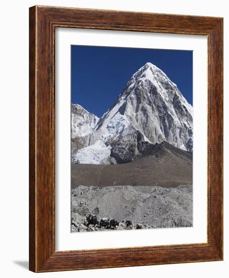 Yak on a Trail Below Kala Pattar and Pumori, 7165M, Sagarmatha National Park, Himalayas-Christian Kober-Framed Photographic Print