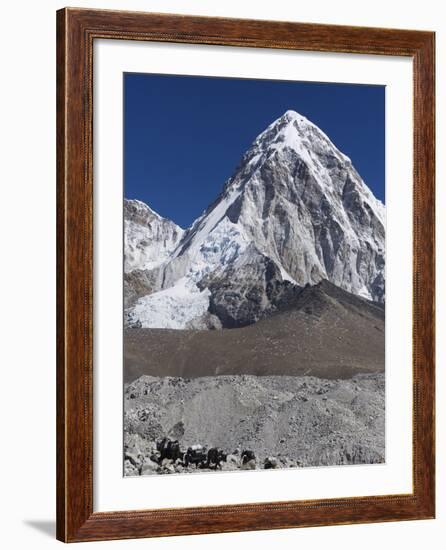 Yak on a Trail Below Kala Pattar and Pumori, 7165M, Sagarmatha National Park, Himalayas-Christian Kober-Framed Photographic Print