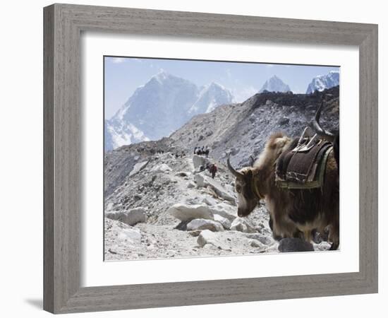 Yak on a Trail, Solu Khumbu Everest Region, Sagarmatha National Park, Himalayas, Nepal, Asia-Christian Kober-Framed Photographic Print