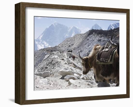 Yak on a Trail, Solu Khumbu Everest Region, Sagarmatha National Park, Himalayas, Nepal, Asia-Christian Kober-Framed Photographic Print