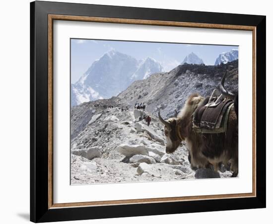 Yak on a Trail, Solu Khumbu Everest Region, Sagarmatha National Park, Himalayas, Nepal, Asia-Christian Kober-Framed Photographic Print