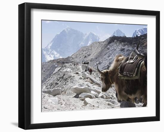 Yak on a Trail, Solu Khumbu Everest Region, Sagarmatha National Park, Himalayas, Nepal, Asia-Christian Kober-Framed Photographic Print