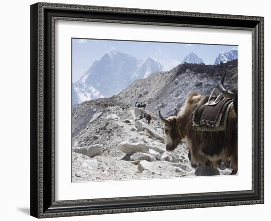 Yak on a Trail, Solu Khumbu Everest Region, Sagarmatha National Park, Himalayas, Nepal, Asia-Christian Kober-Framed Photographic Print