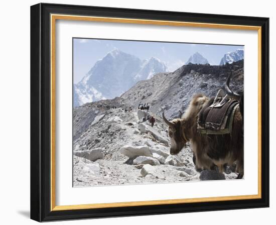 Yak on a Trail, Solu Khumbu Everest Region, Sagarmatha National Park, Himalayas, Nepal, Asia-Christian Kober-Framed Photographic Print