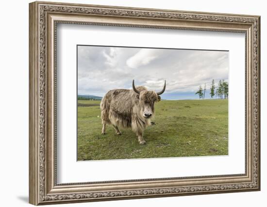 Yak on the shores of Hovsgol Lake, Hovsgol province, Mongolia, Central Asia, Asia-Francesco Vaninetti-Framed Photographic Print