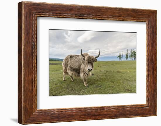 Yak on the shores of Hovsgol Lake, Hovsgol province, Mongolia, Central Asia, Asia-Francesco Vaninetti-Framed Photographic Print