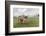 Yak on the shores of Hovsgol Lake, Hovsgol province, Mongolia, Central Asia, Asia-Francesco Vaninetti-Framed Photographic Print