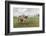 Yak on the shores of Hovsgol Lake, Hovsgol province, Mongolia, Central Asia, Asia-Francesco Vaninetti-Framed Photographic Print