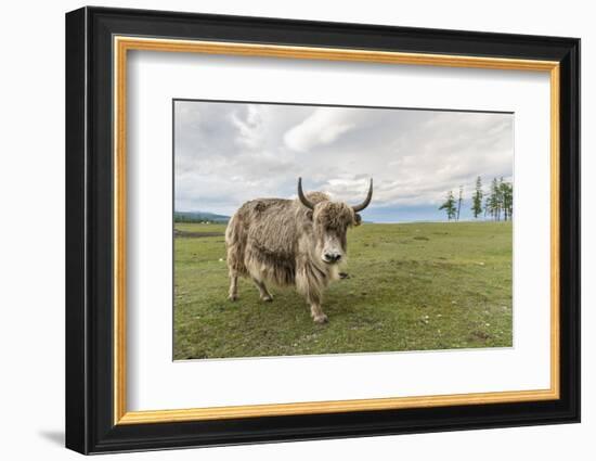 Yak on the shores of Hovsgol Lake, Hovsgol province, Mongolia, Central Asia, Asia-Francesco Vaninetti-Framed Photographic Print