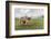 Yak on the shores of Hovsgol Lake, Hovsgol province, Mongolia, Central Asia, Asia-Francesco Vaninetti-Framed Photographic Print