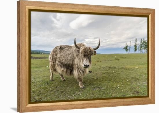 Yak on the shores of Hovsgol Lake, Hovsgol province, Mongolia, Central Asia, Asia-Francesco Vaninetti-Framed Premier Image Canvas