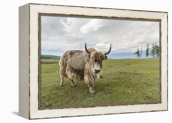 Yak on the shores of Hovsgol Lake, Hovsgol province, Mongolia, Central Asia, Asia-Francesco Vaninetti-Framed Premier Image Canvas