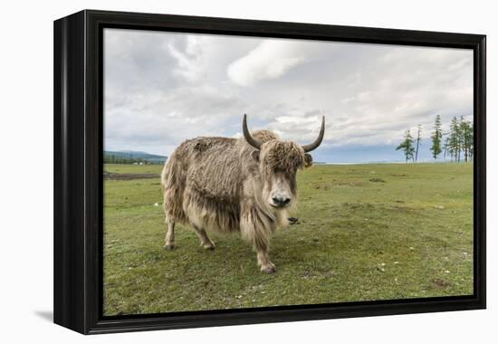 Yak on the shores of Hovsgol Lake, Hovsgol province, Mongolia, Central Asia, Asia-Francesco Vaninetti-Framed Premier Image Canvas