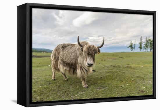 Yak on the shores of Hovsgol Lake, Hovsgol province, Mongolia, Central Asia, Asia-Francesco Vaninetti-Framed Premier Image Canvas