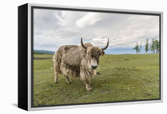 Yak on the shores of Hovsgol Lake, Hovsgol province, Mongolia, Central Asia, Asia-Francesco Vaninetti-Framed Premier Image Canvas