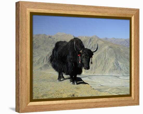 Yak, Tibet, Asia-Gavin Hellier-Framed Premier Image Canvas