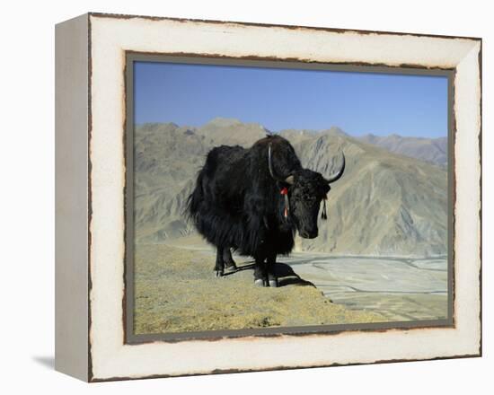 Yak, Tibet, Asia-Gavin Hellier-Framed Premier Image Canvas