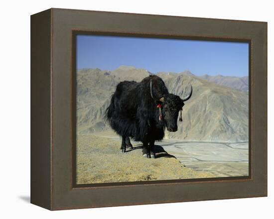 Yak, Tibet, Asia-Gavin Hellier-Framed Premier Image Canvas