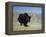 Yak, Tibet, Asia-Gavin Hellier-Framed Premier Image Canvas