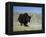 Yak, Tibet, Asia-Gavin Hellier-Framed Premier Image Canvas