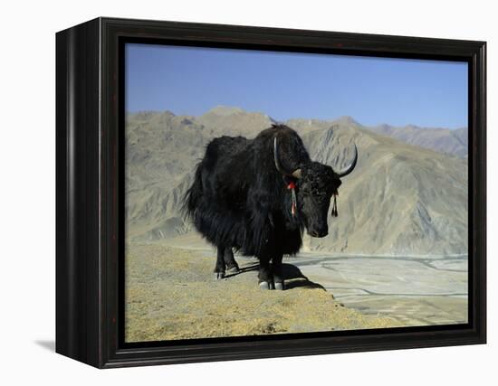 Yak, Tibet, Asia-Gavin Hellier-Framed Premier Image Canvas