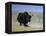 Yak, Tibet, Asia-Gavin Hellier-Framed Premier Image Canvas