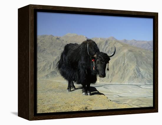 Yak, Tibet, Asia-Gavin Hellier-Framed Premier Image Canvas