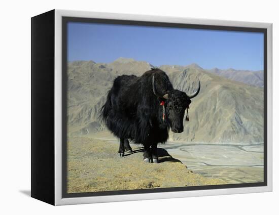 Yak, Tibet, Asia-Gavin Hellier-Framed Premier Image Canvas