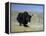 Yak, Tibet, Asia-Gavin Hellier-Framed Premier Image Canvas