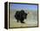 Yak, Tibet, Asia-Gavin Hellier-Framed Premier Image Canvas