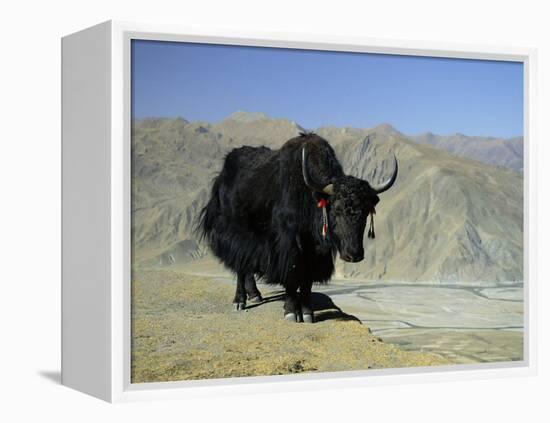 Yak, Tibet, Asia-Gavin Hellier-Framed Premier Image Canvas