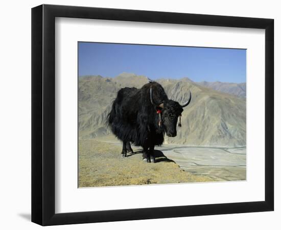 Yak, Tibet, Asia-Gavin Hellier-Framed Photographic Print