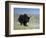 Yak, Tibet, Asia-Gavin Hellier-Framed Photographic Print