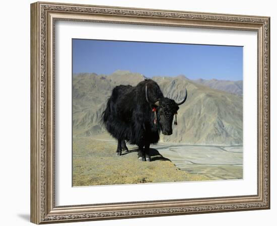 Yak, Tibet, Asia-Gavin Hellier-Framed Photographic Print