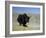 Yak, Tibet, Asia-Gavin Hellier-Framed Photographic Print