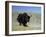 Yak, Tibet, Asia-Gavin Hellier-Framed Photographic Print