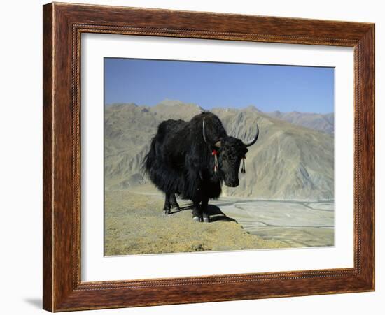 Yak, Tibet, Asia-Gavin Hellier-Framed Photographic Print