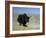 Yak, Tibet, Asia-Gavin Hellier-Framed Photographic Print